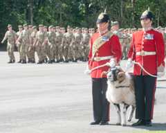 2nd Battalion The Mercian Regiment and their ram mascot celebrate Formation Day at Dale Barracks, Chester, 2015. The regiment was established in 2007 by the amalgamation of three existing regiments.