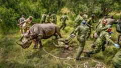 Black rhinos (Diceros bicornis) set free in Kenya while handlers and veterinarians run away.
