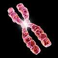 Chromosomes and Cytogenetics