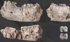 アファール地域でパラントロプス属化石が発見される