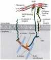 Figure 6.34. Speculative diagram relating the binding of cytoskeleton to the extracellular matrix through the integrin molecule.