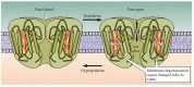 Figure 4.8. A charged voltage sensor permits voltage-dependent gating of ion channels.