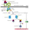 Figure 25-44. The activation of a macrophage by lipopolysaccharide (LPS).