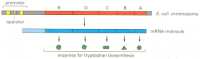 Figure 7-33. The clustered genes in E. coli that code for enzymes that manufacture the amino acid tryptophan.