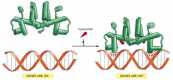 Figure 7-35. The binding of tryptophan to the tryptophan repressor protein changes the conformation of the repressor.