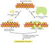 Figure 7-45. Local alterations in chromatin structure directed by eucaryotic gene activator proteins.