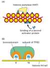 Figure 7-46. Two specific ways that local histone acetylation can stimulate transcription initiation.