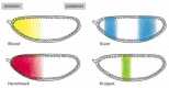 Figure 7-52. The nonuniform distribution of four gene regulatory proteins in an early Drosophila embryo.