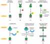 Figure 7-58. Some ways in which the activity of gene regulatory proteins is regulated in eucaryotic cells.