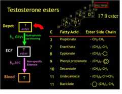 FIGURE 5. . Schematic overview of the pharmacology of testosterone esters.