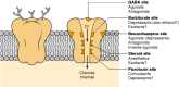 Figure 16-2. Structural model of the GABAA benzodiazepine receptor—chloride (Cl−) ionophore complex.