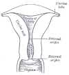 The Uterus