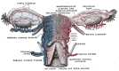 Female Reproductive System Blood Supply
