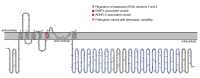 Figure 1. . Pathogenic variants identified in KCNT1-related epilepsy cluster in the S5 transmembrane and the Regulators of Potassium (RCK) domains of the channel protein.