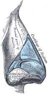 The Organ of Smell