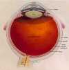Figure 2.1. Illustration of the human eye. Reproduced with permission from NEI-NIH ftp://ftp.nei.nih.gov/eyean/eye12-72.tif.