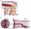 Figure 2.8. Schematic of optic nerve circulation. Reproduced with permission from Progress in Retinal and Eye Research, Elsevier.