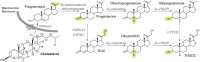 Figure 1. Biochemical pathways of neurosteroid biosynthesis.