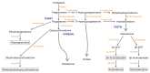 Figure 2. General scheme of peripheral steroidogenesis showing side pathways for the production of known neurosteroids.