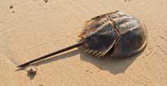 A horseshoe crab lies on sand.