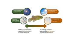 Killifish in contaminated waters evolve resistance to certain chemicals, but in exchange, these adapted killifish have less resilience against natural stressors