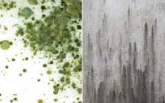 molds and mildews