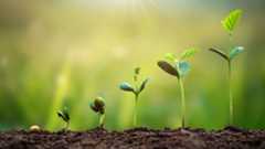 plant growth cycle from seed to plant