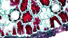 Cells under a microscope