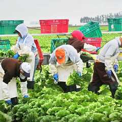 farmers gathering produce