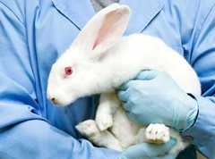 doctor holidng an albino rabit