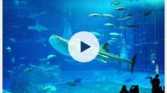 自由なレイアウトと高視認性——新聞型印刷のダイナミックな表現