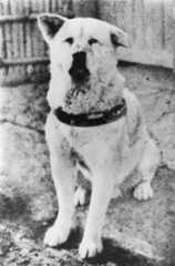 Hachi became famous for his loyalty. (© Jiji)