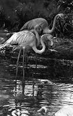 Flamingos at the Tel Aviv Zoo, 1969