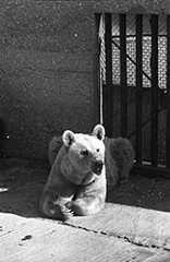 A bear at the zoo, 1979