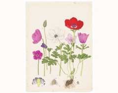 Anemones illustration