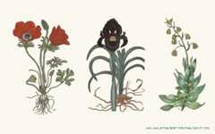 Ruth Koppel, Flora of the Land of Israel in Drawings, 1948–1949