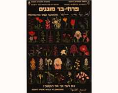 wild flowers illustrated on a poster