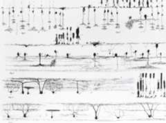 Various types of nerve structures
