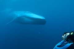 Enormous blue whale approaches me in the open ocean, photo by Mike Johnson / Earthwindow.com