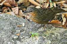 Turdinule calcicole