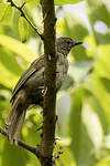 Bulbul gracile