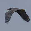 Aigrette sacrée