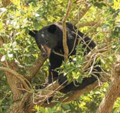 A Black Bear sits in an oak tree at Lake Eola Park in the heart of downtown Orlando on Sunday morning, June 4, 2023. Orlando Police taped off the area and were awaiting officials to arrive from the Florida Fish and Wildlife Conservation Commission. (Roger Simmons/Orlando Sentinel)