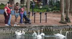 Visitors enjoy observing the swans at Lake Eola Park,  Monday, Feb. 16, 2026. With no new swan deaths reported at the lake in several weeks, city officials and swan advocates are optimistic that the avian flu outbreak that killed 29 of the birds may be over. (Joe Burbank/Orlando Sentinel)