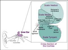 diargram of the cochlea