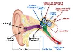 Anatomy of the Human Ear illustration includes Outer Ear