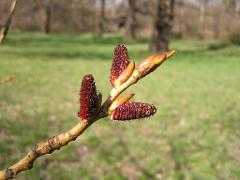 inflorescence(s)