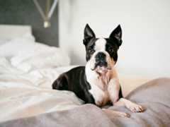 Boston Terrier laying on the bed.