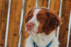 Brittany Spaniel in the snow.