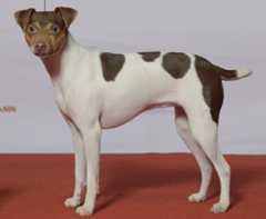 Brazilian Terrier posing on a dog show.